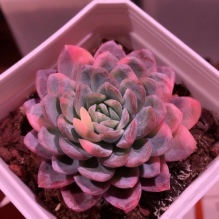 暮光之城锦锦锦锦锦锦