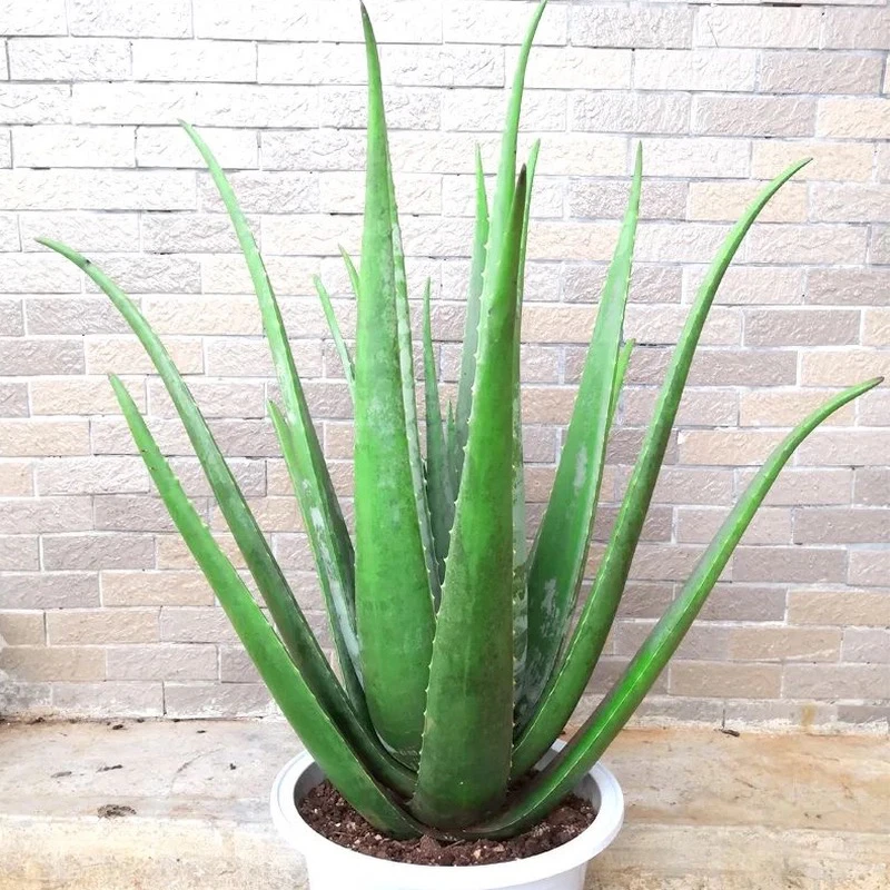 12斤一颗带根库拉索芦荟苗盆栽可美容室内外花卉绿植栽培送刮汁送