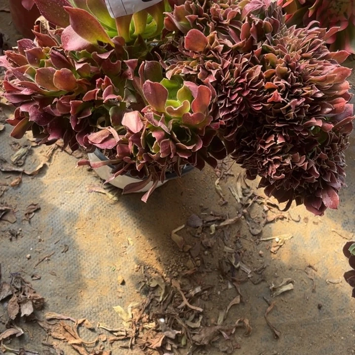 枫***8多肉柠檬玫瑰缀化720