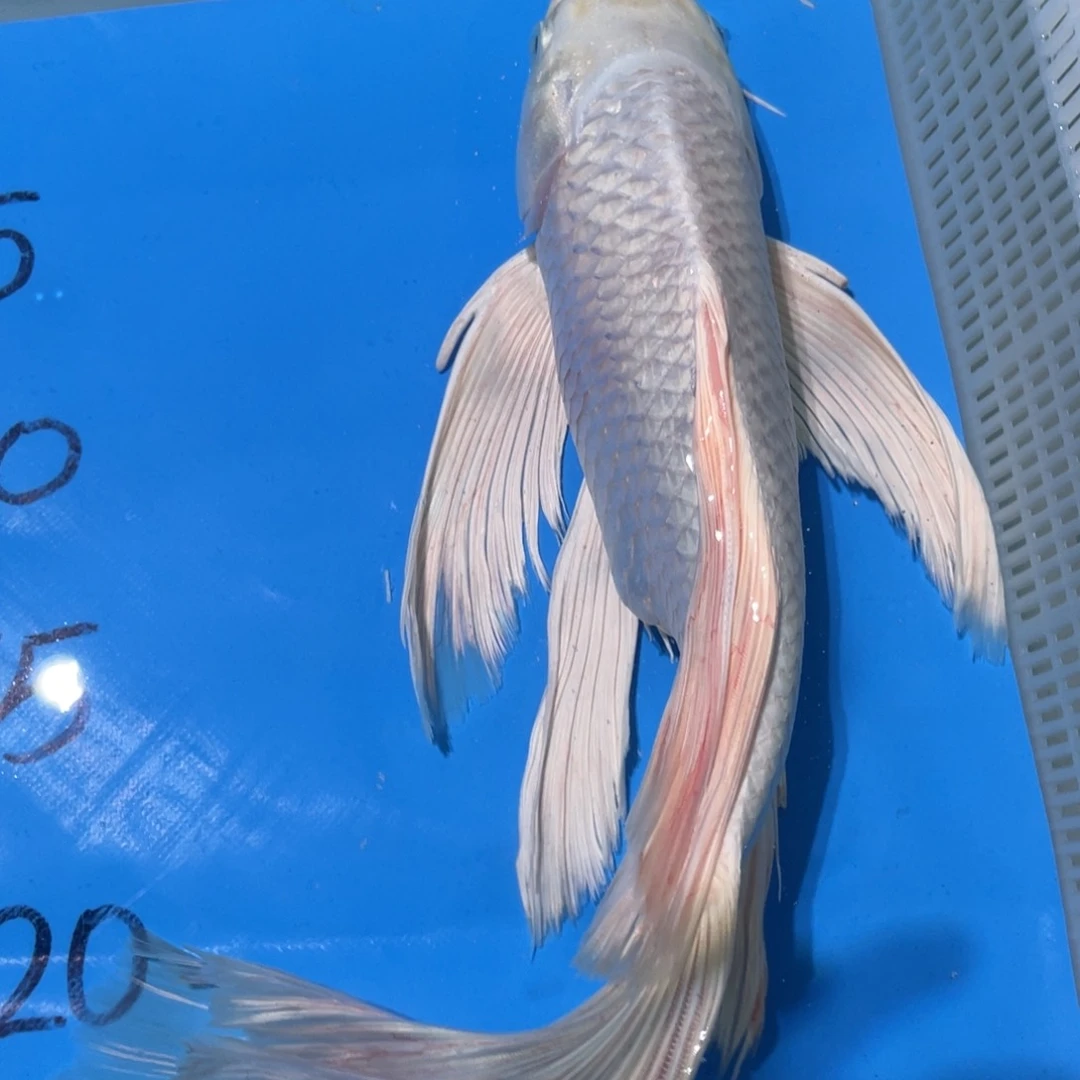 锦鲤锦鲤蝴蝶理由包邮