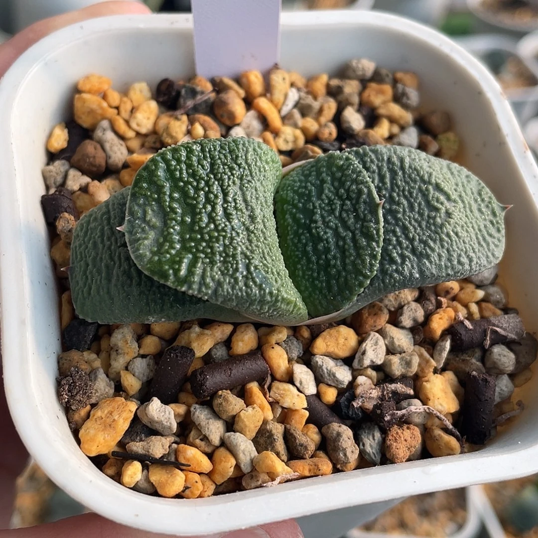 180脱土发货1111111