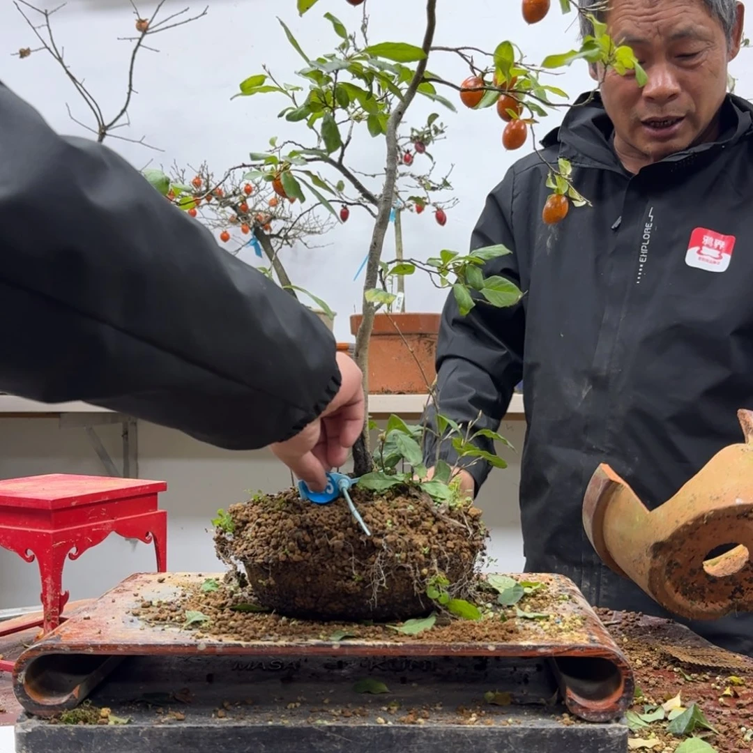 丫***艺无花朵615顺丰到付不包邮