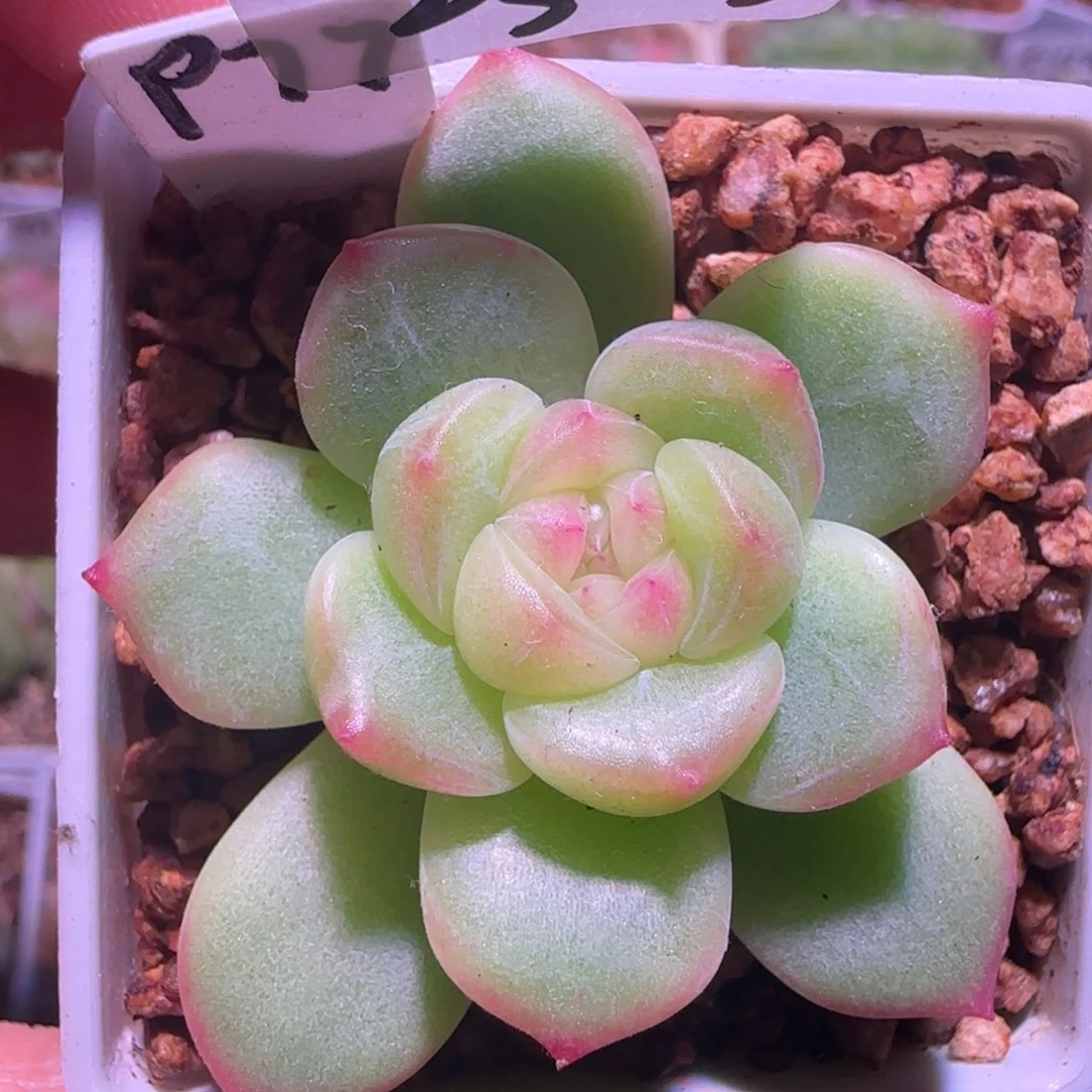 23-3福利甜心77单头