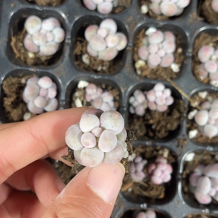 精品汤圆满9.9包邮