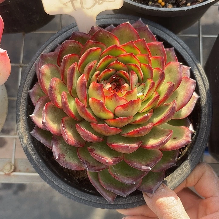 两单包邮，一物一拍宝丽安娜132