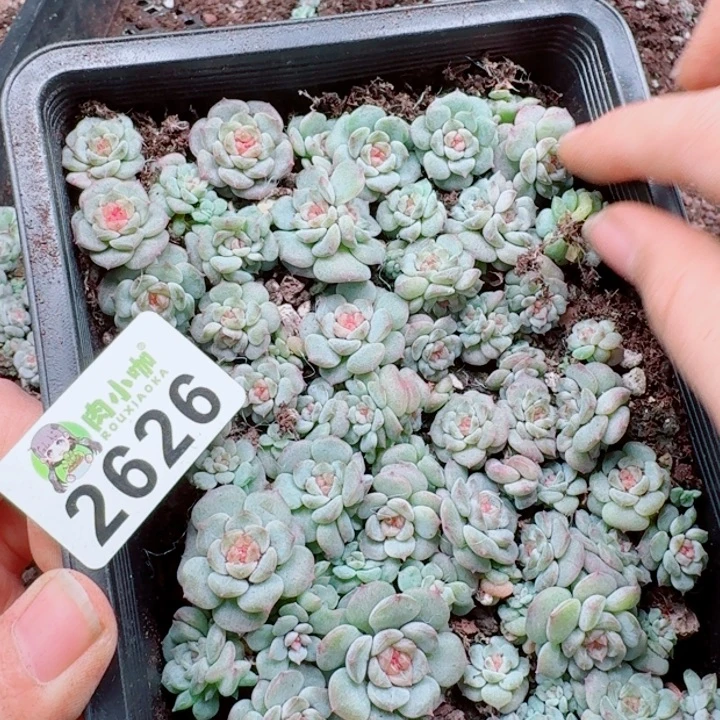 爱****多肉植物多肉植物