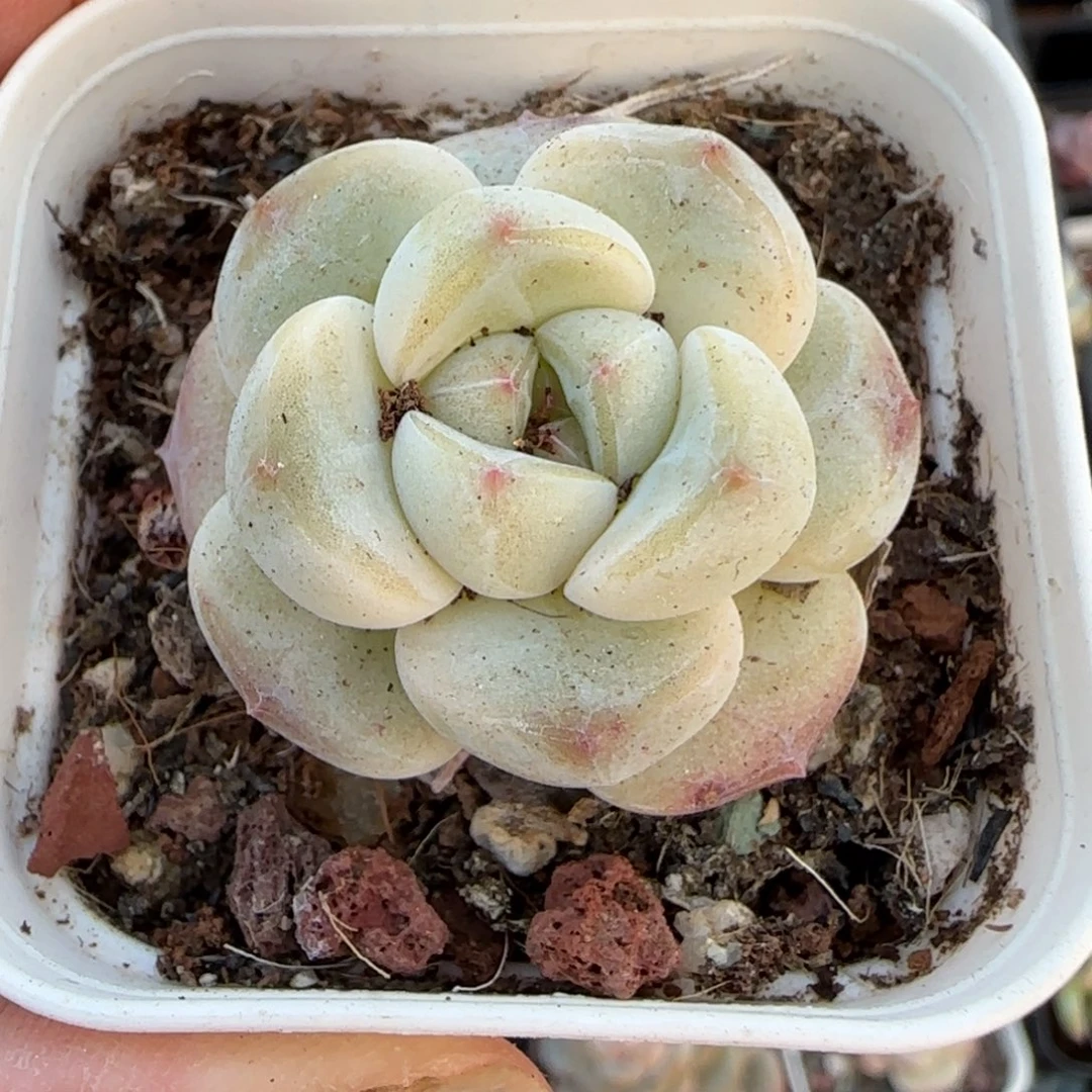 小卡拉米糖心一物一拍