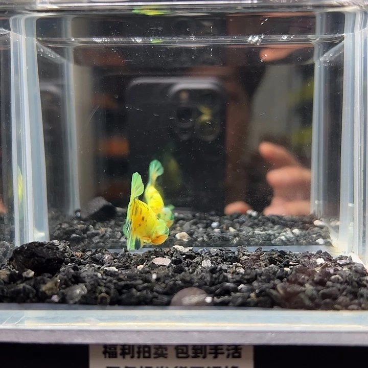 斗鱼一单包邮13日52