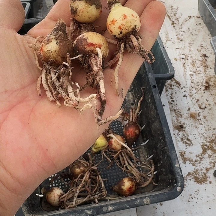 马拉朱顶红一棵2.0