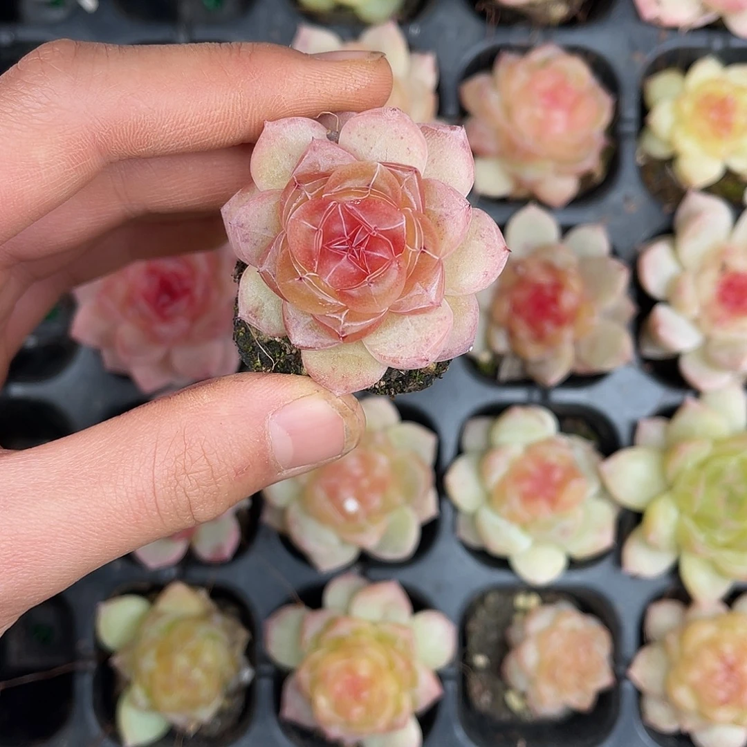 多肉一物一拍30-116