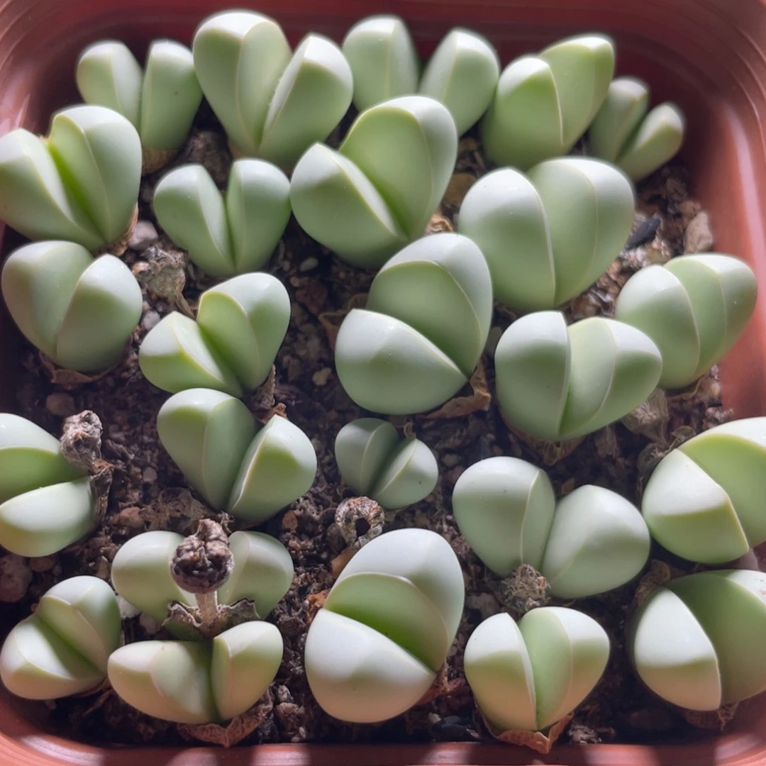 今晚大盆特价更新～11