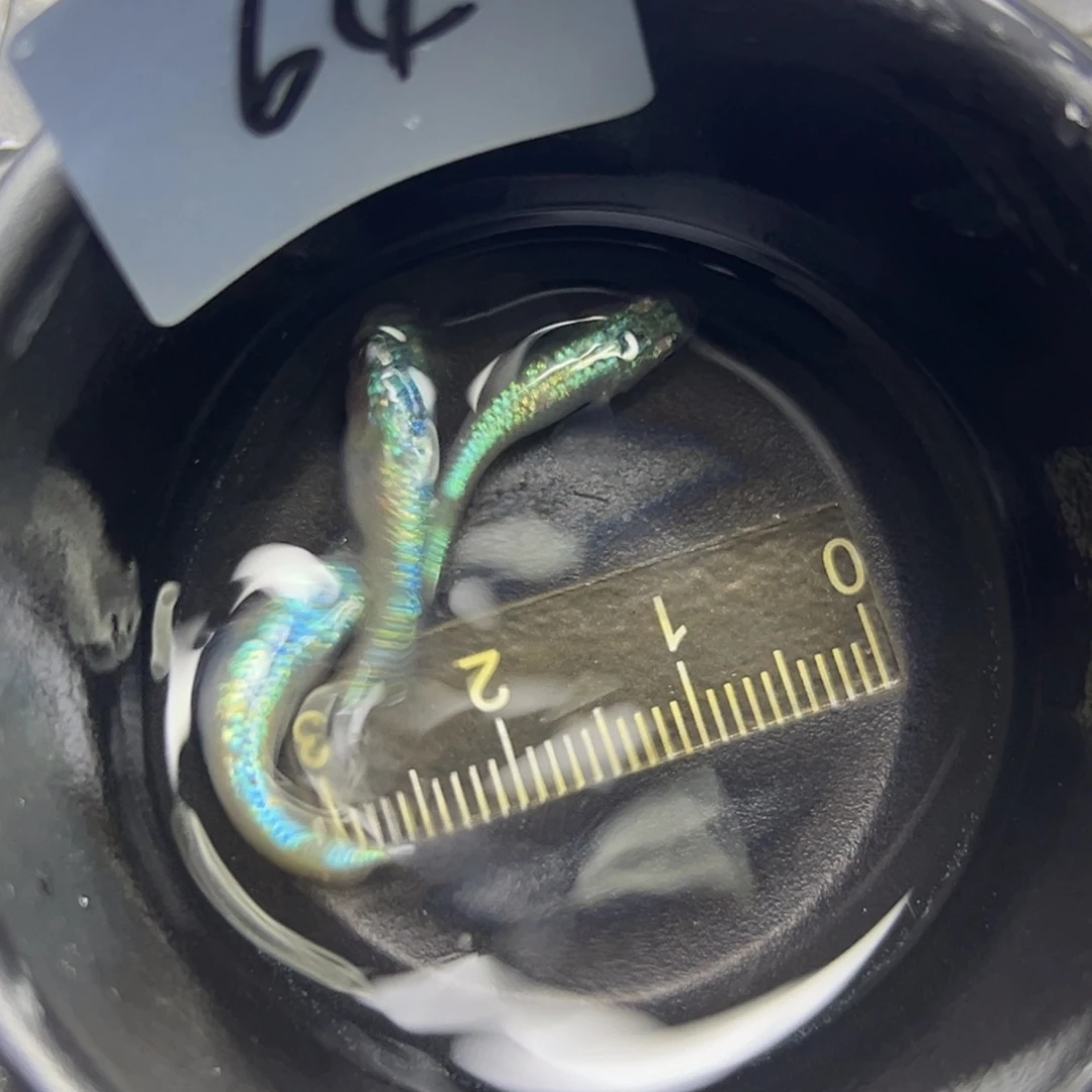 青鳉鱼64。
