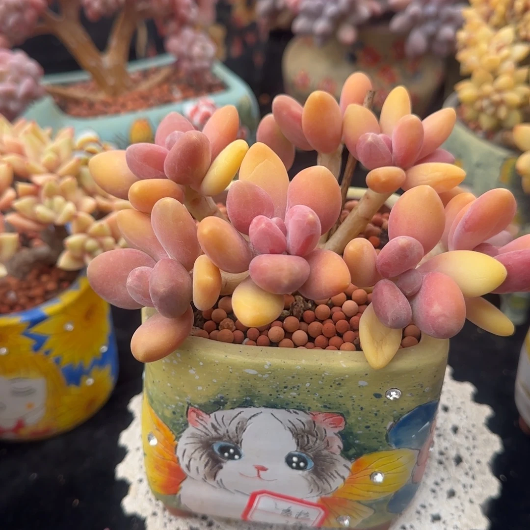 潘朵拉小树朵朵缀