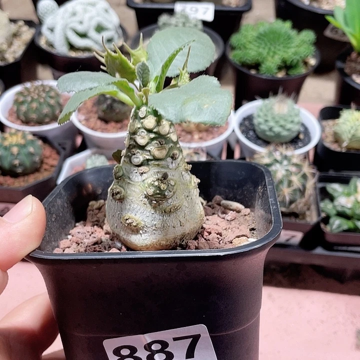 887索马里白皮琉桑块根