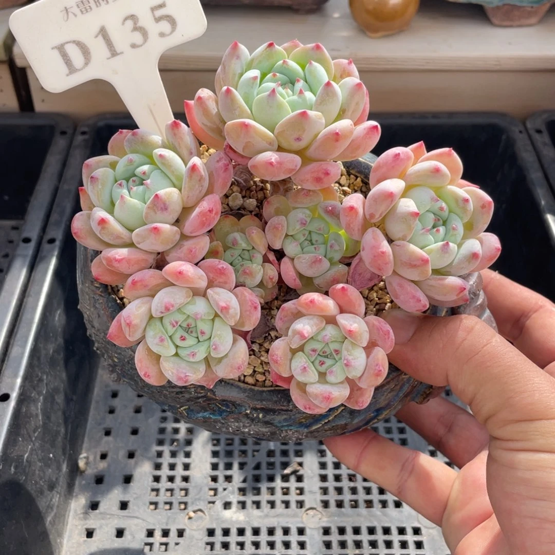 135望舒不带盆13厘米啦啦