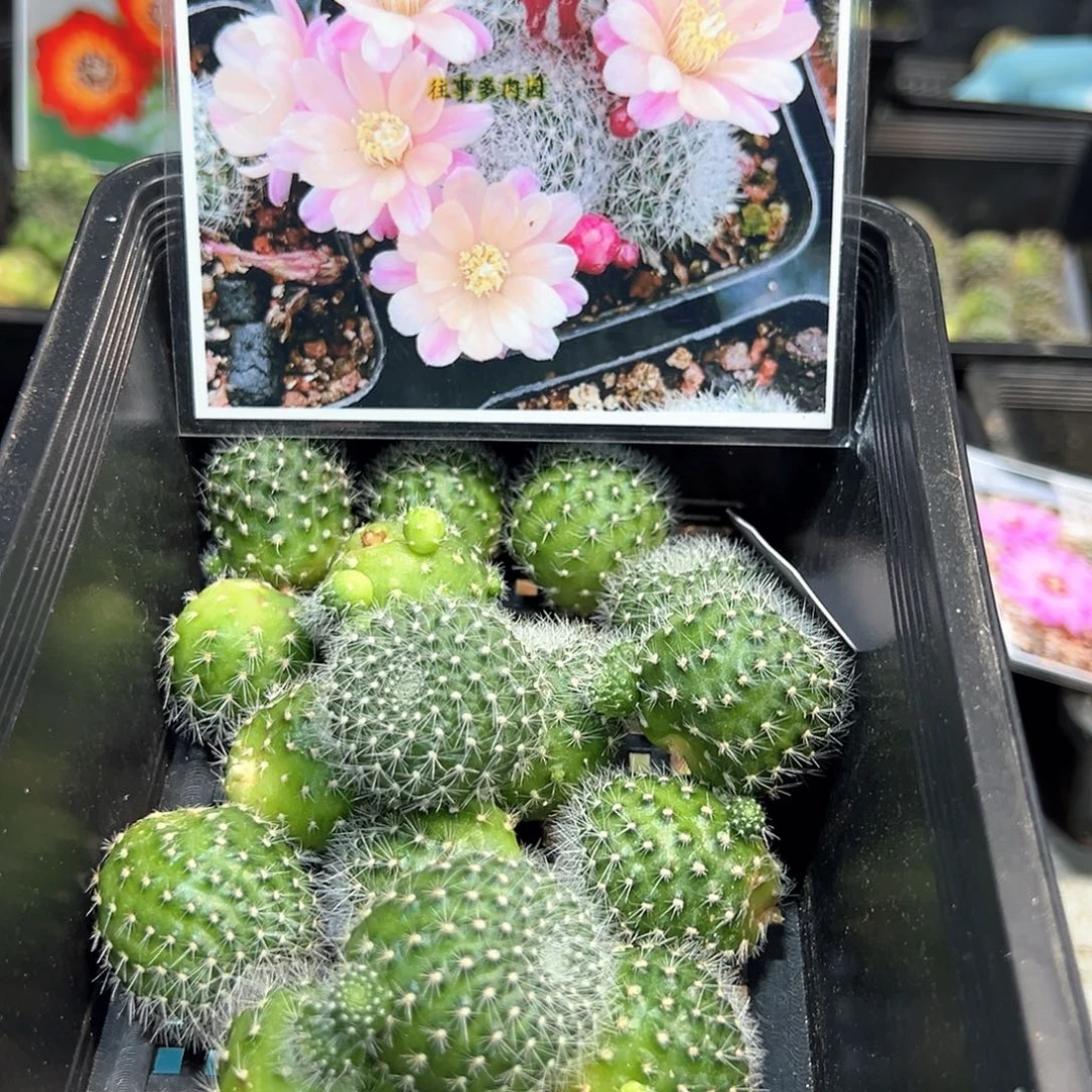莱昂纳宝山属仙人球侧芽一颗