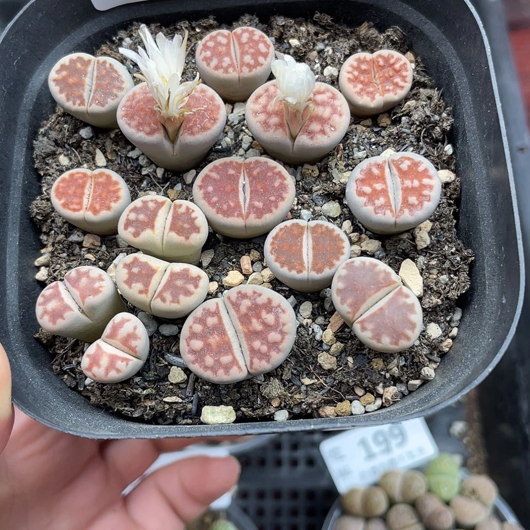 52600000花花路啊花花花