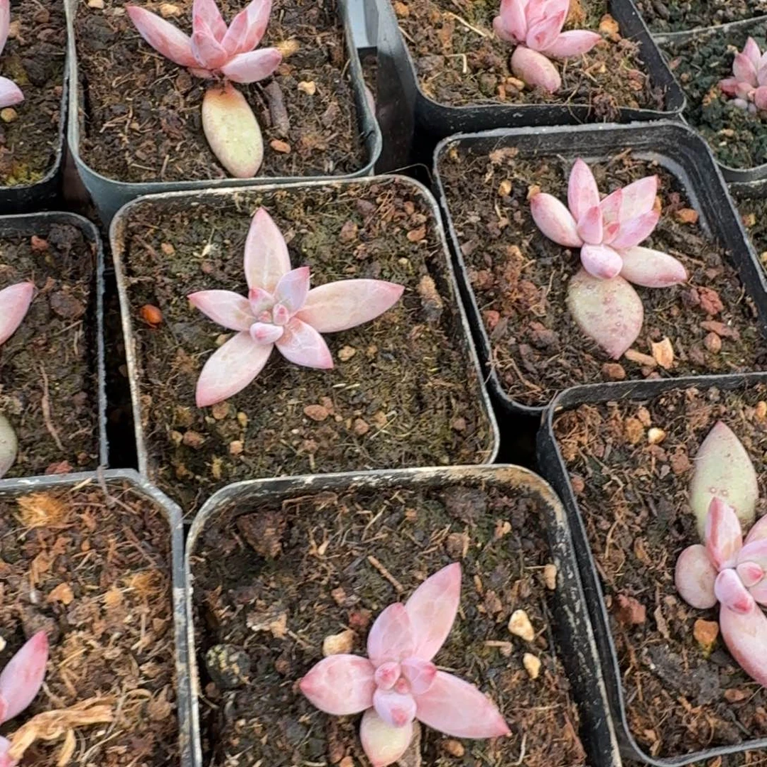 无花朵单头虞美人7方带盆鼻屎苗