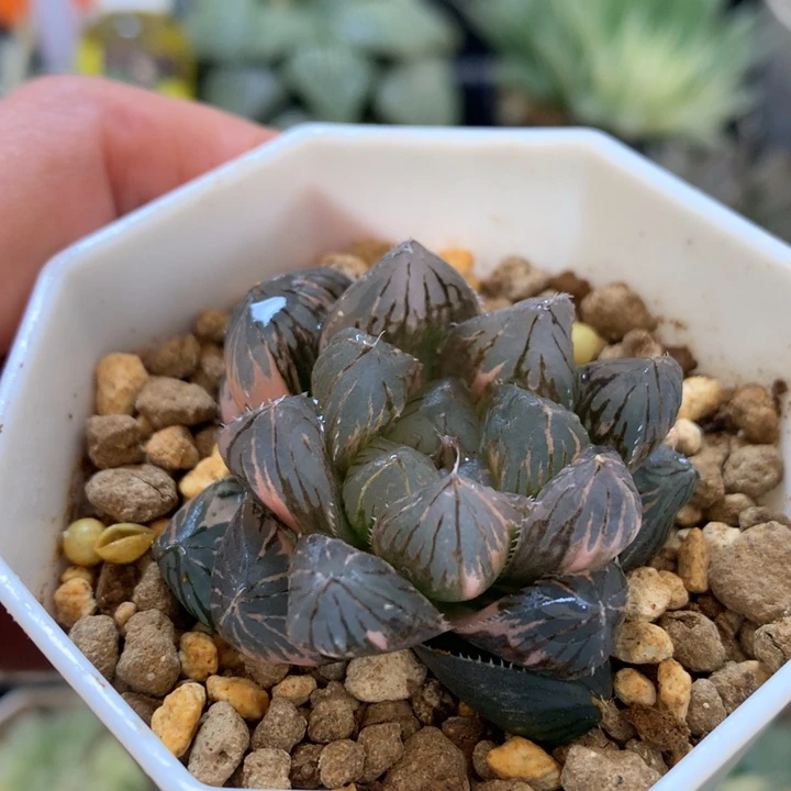 龙爪玉露锦，带盆土发货