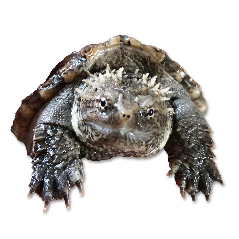 外塘纯种北美杂佛小龟苗活体凶猛食肉家养宠物龟