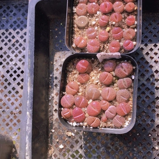 无花朵1217，10厘米盆如图