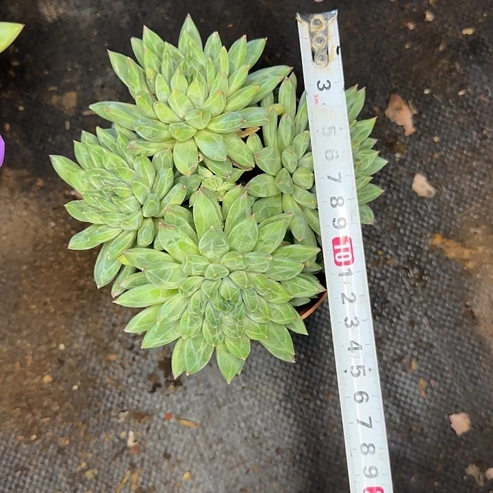 多肉植物一物一拍陨石702