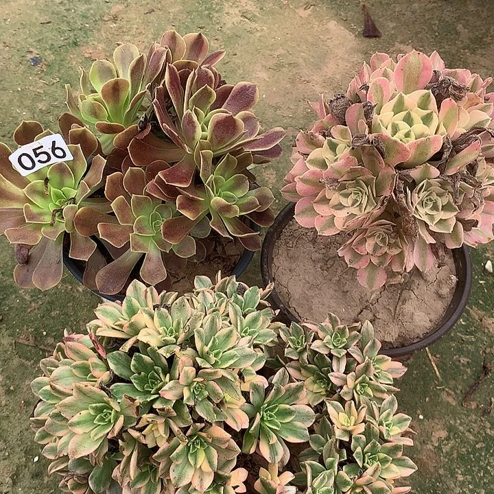 无花朵056三颗多肉植物组合