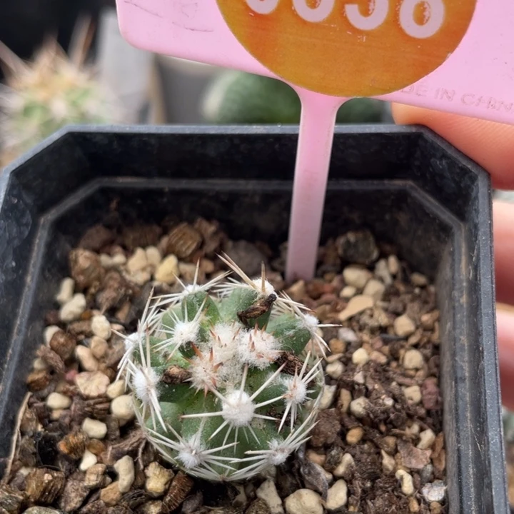 实生雪花丸一棵0338