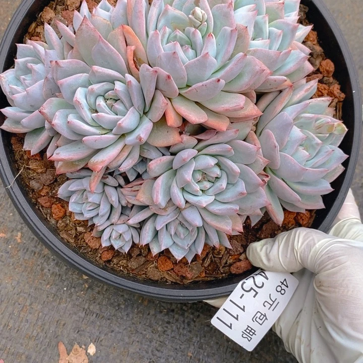 夏悦多肉0425-111粉蓝鸟