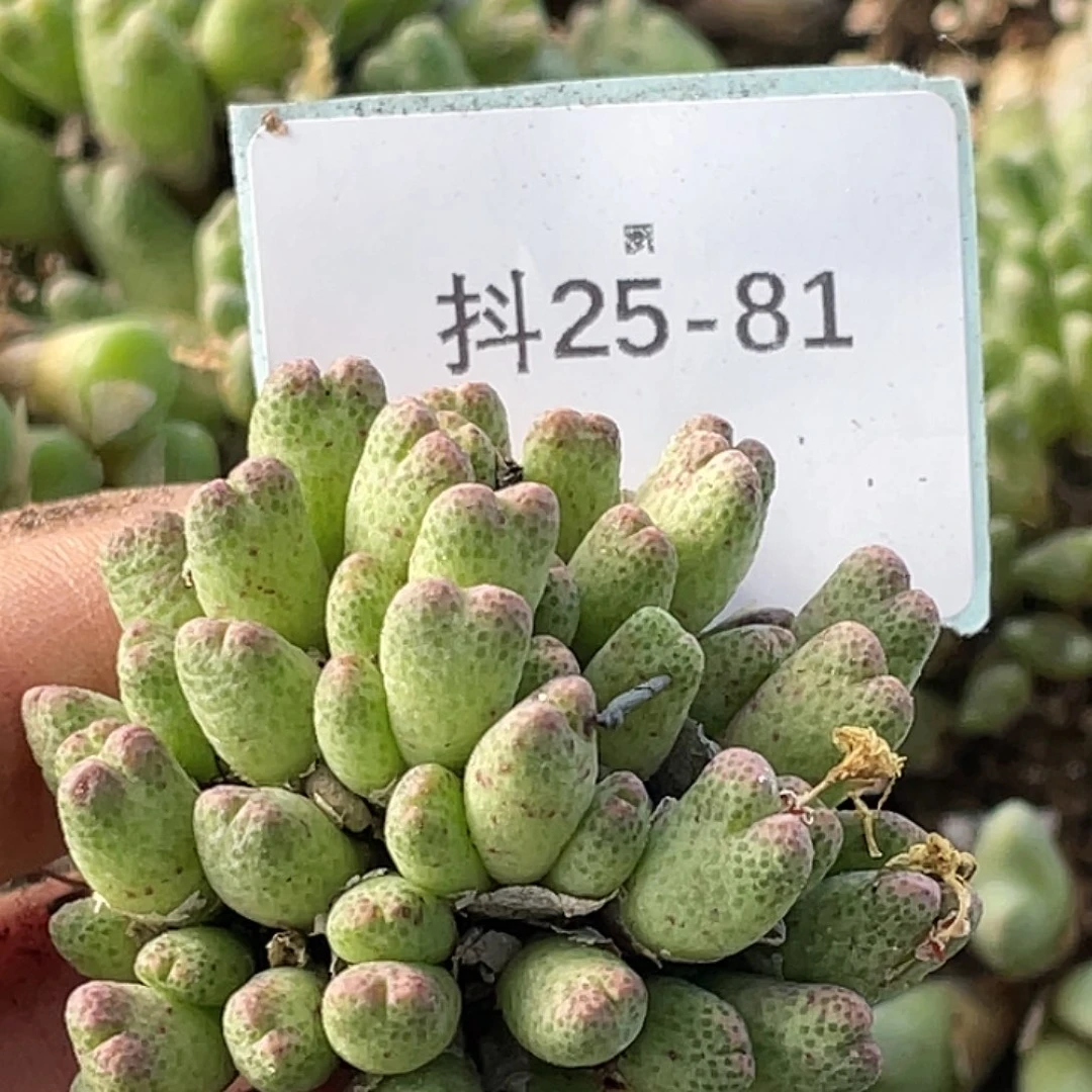 西***瓜25-81肉锥多肉植物