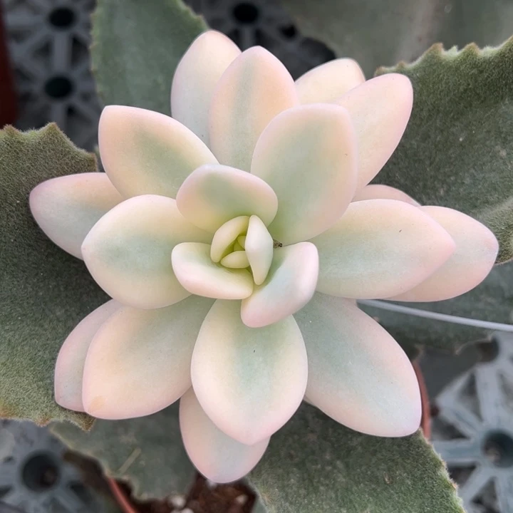 粉兔锦一物一拍锦龙