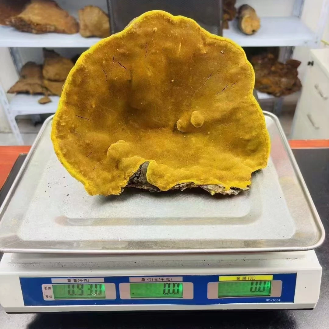 《一物一拍 直播间所见所得》正宗野生桑树桑黄  以直播间实物为准