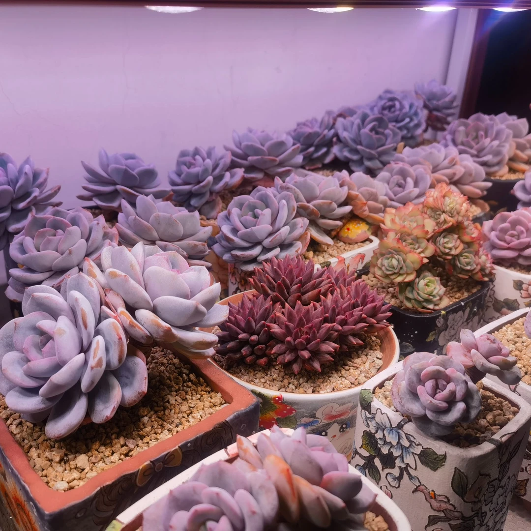 【刘彬推荐1珀誉多肉补光灯上色全光谱防徒仿太阳植物生长灯补光灯