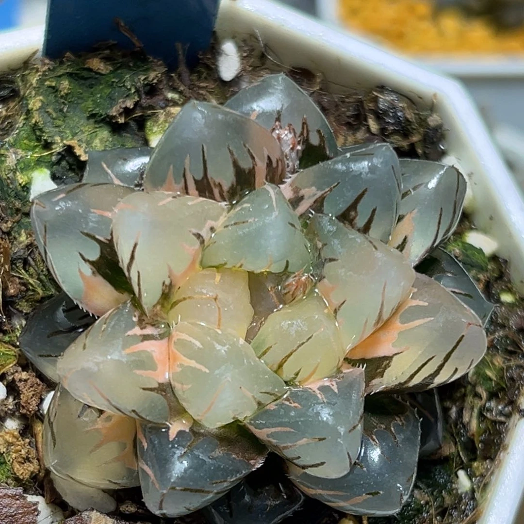 恭喜发财大吉大利757