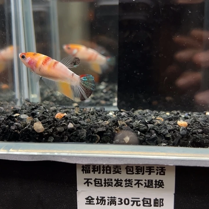 斗鱼满30包邮11日母鱼47