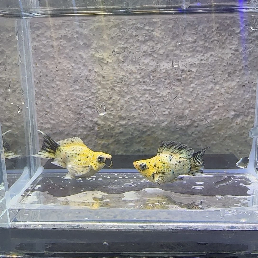 黑玛丽鱼花豹玛丽。31号