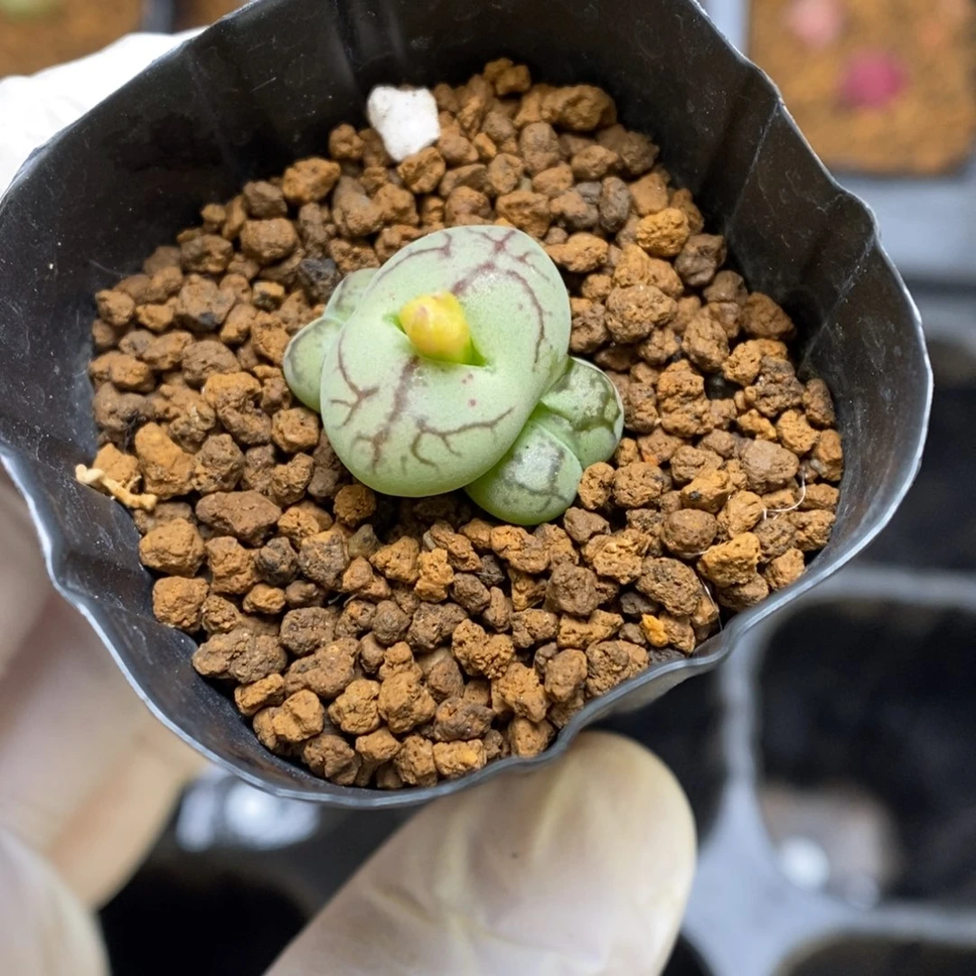 多肉植物肉锥杂交K-2754 风铃杂