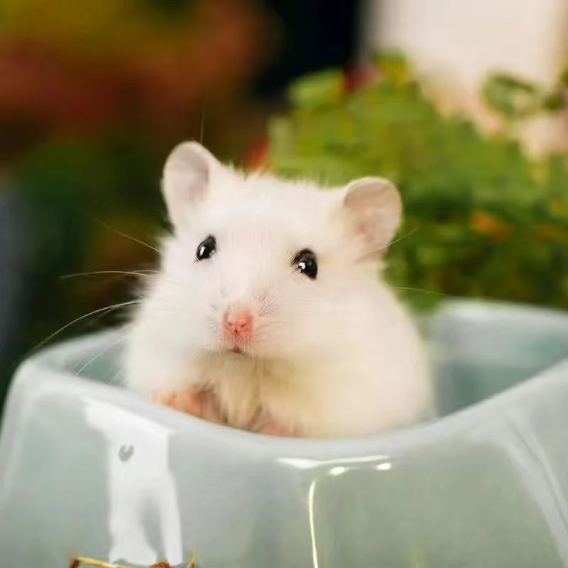 【家养】小宠物仓鼠三线紫仓可爱活泼小宠物布丁银狐调皮仓鼠宠物