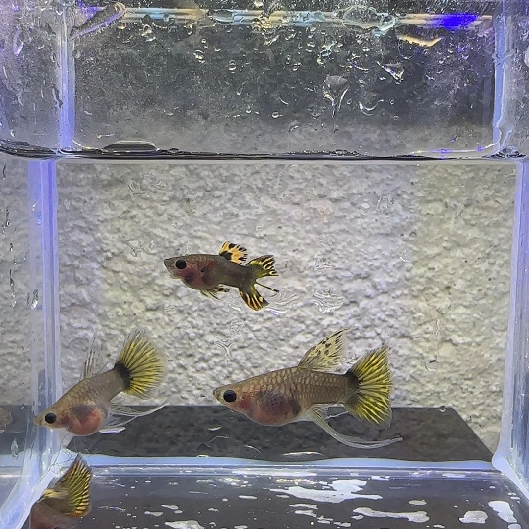 孔雀鱼小蜜蜂短C2对，公鱼一条瑕疵