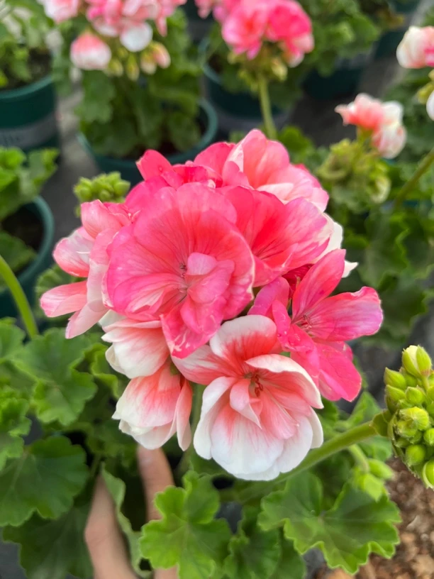 言植花卉鲑鱼粉一加仑单瓣大花球天竺葵四季开花爆花不断阳台王者