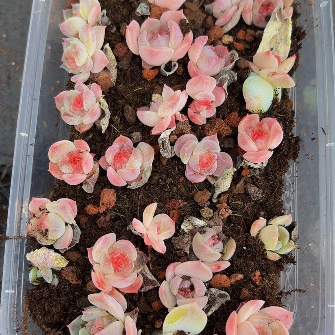 多肉植物多肉植物596