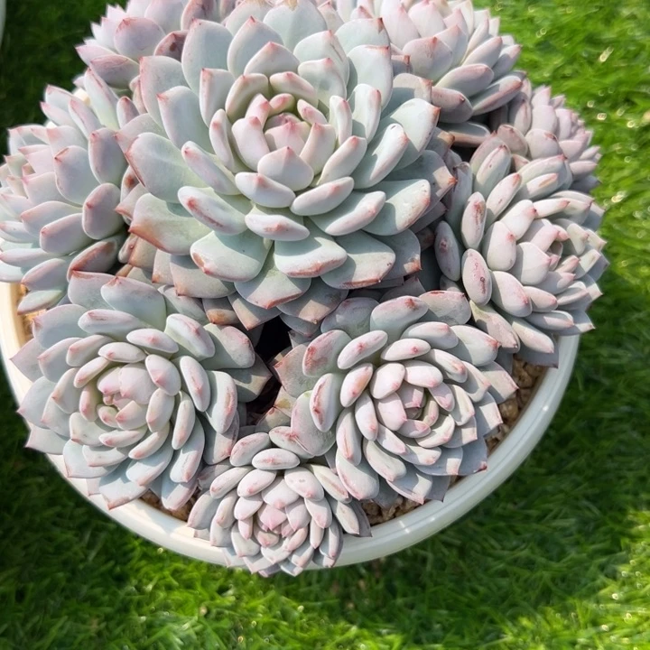 毛***花毛毛姐星星橙手捧花