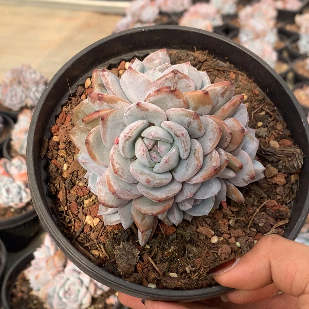 石榴籽无砍花花花花