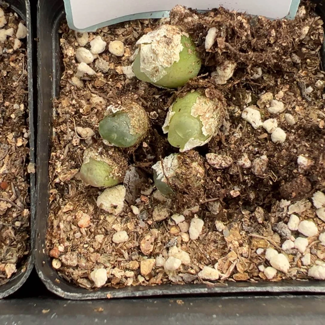 8-115拉登多肉植物