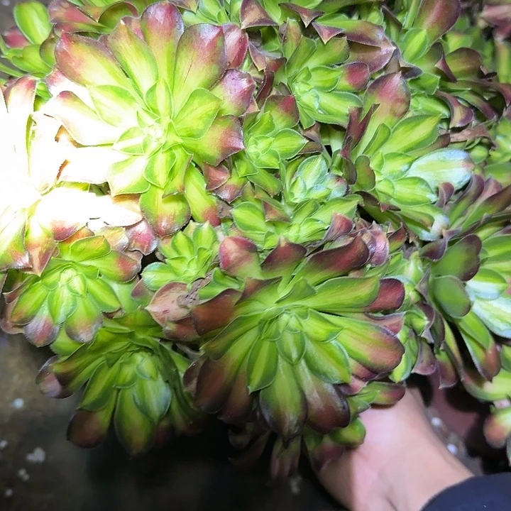 精品韶华老桩亏本福利