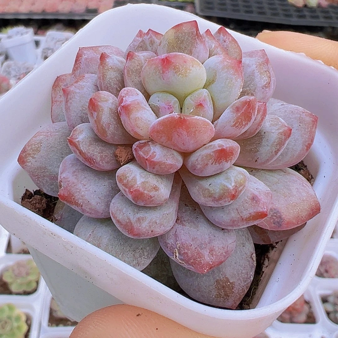 星星橙石化19包邮多肉