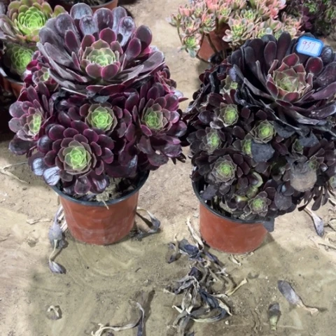 937多肉植物组合