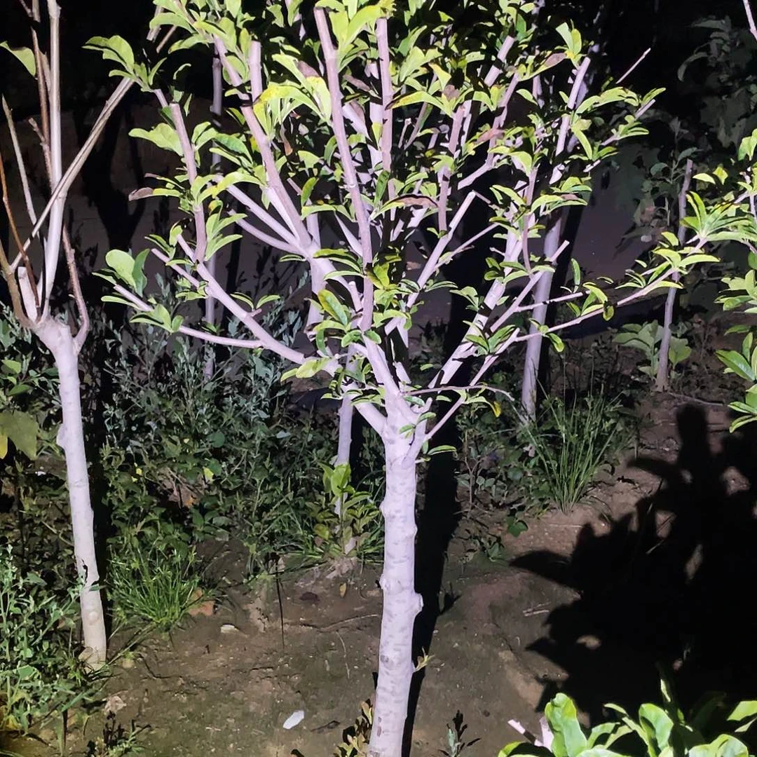 完全开放盆栽地载玉兰花