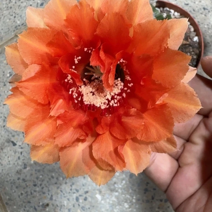 248彩草根掰花脱土发货斑软