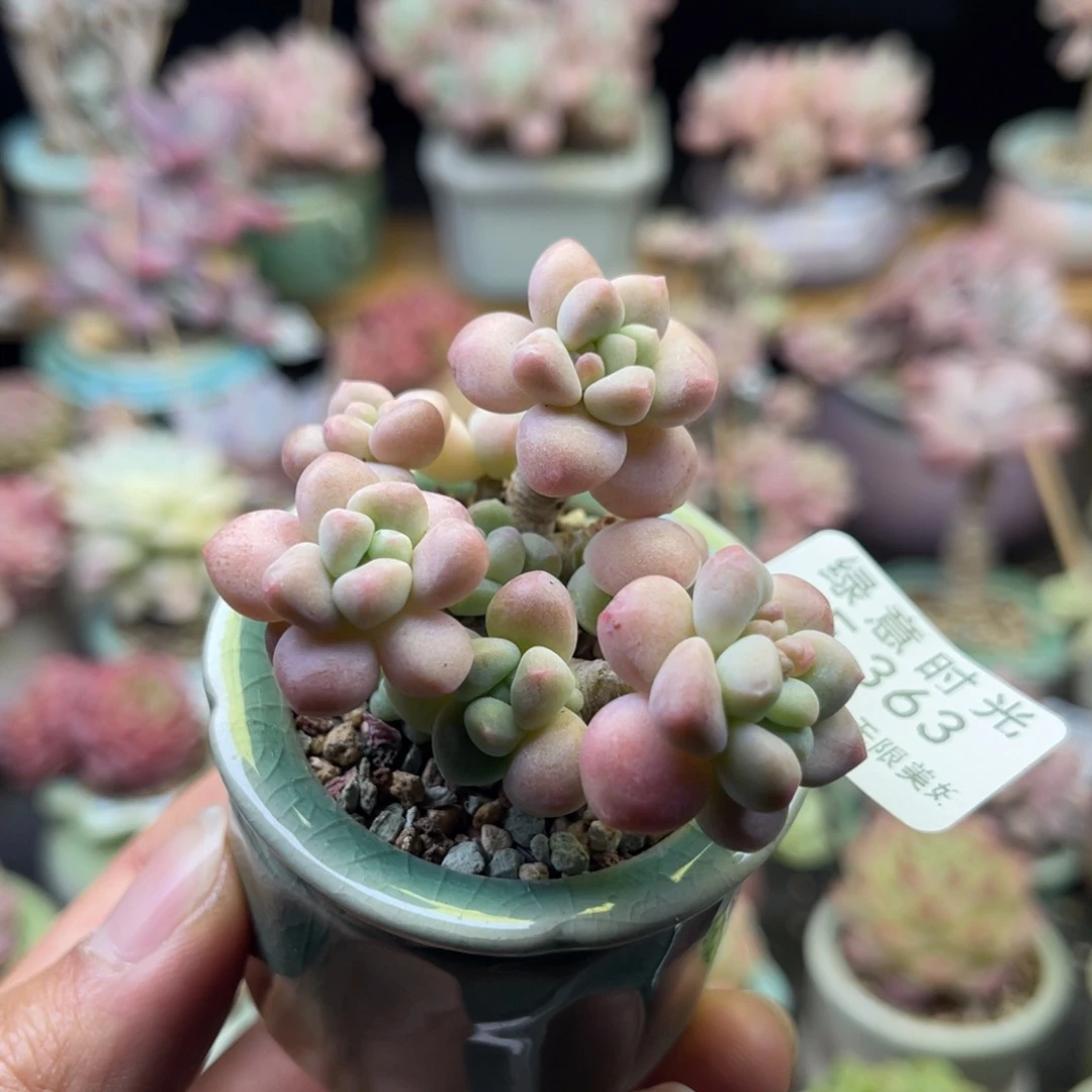 363 鱼子酱 带陶瓷盆发货 满28包邮